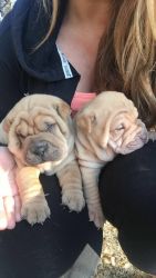 Chinese Shar Pei Puppies for sale