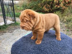 Chinese Shar-pei Ready for Christmas