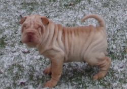 akc chinese shar-pei puppies available for sale