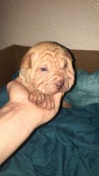 Akc Shar-Pei puppies for sale