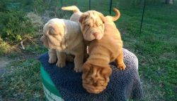 Male and Female Chinese Shar-Pei Puppies For Sale