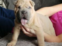 5* Chinese Shar Pei Puppies Due