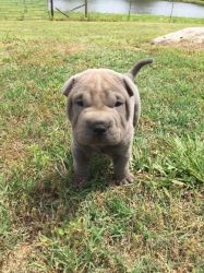 Adorable blue male Chinese Shar-Pei pup