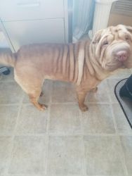 Shar-Pei looking for a new forevwr home