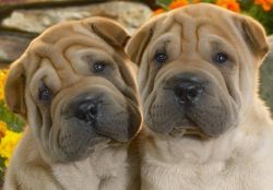 Lovely pure breed Chinese Shar Pei puppies.