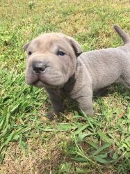 blue male Chinese Shar-Pei pup