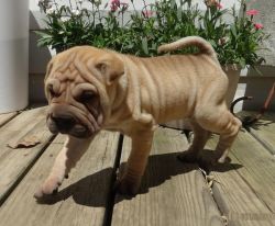 Healthy Chinese Shar-Pei pups