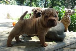 Adorable Chinese Shar-Pei pups