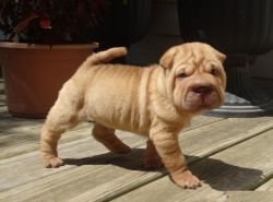 chinese shar-pei pups for loving homes