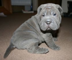 Chinese Shar Pei Puppies for Sale