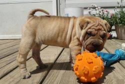 healthy chinese shar-pei pups