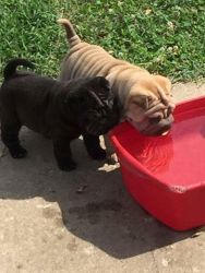 Great Chinese Shar Pei Puppies Male & Female