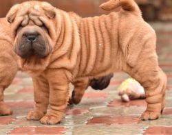 Chinese Shar-Pei Puppies ready now for sale