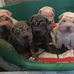Shar Pei Puppies For SAle