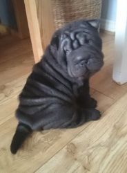 Adorable Chinese Shar-pei