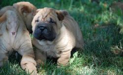 Male and female Chinese Shar-Pei puppies