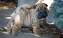 Chinese Shar-Pei Puppies ready To Join You Now
