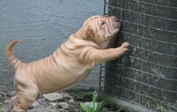 2 Pups Shar-pei Puppies Ready To Go