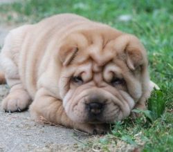Gorgeuos pure breed Chinese Shar Pei puppies.