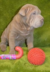 Wrinkled Chinese Shar-Pei Male & Female Puppies