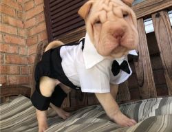 Wrinkly Chinese Shar Pei Hybrid Puppies For Sale