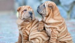 Very Active Chinese Shar-Pei Puppies