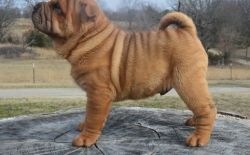 Absolutely Beautiful Chinese Shar Pei Puppies