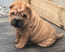 Adorable Male and Female Chinese Shar-Pei Puppies