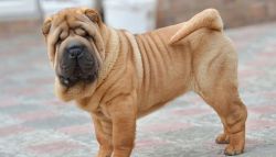 Adorable Lttle Red Chinese Shar-Pei Puppies