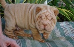 Absolutely Lovely Chinese Shar-Pei Puppies