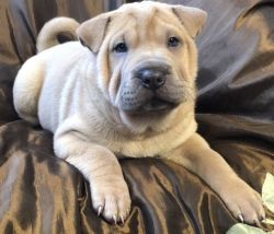 Funny Affectionate Chinese Shar-Pei Puppies