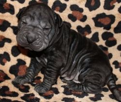 For Sale! Cute Chinese Shar-Pei puppies