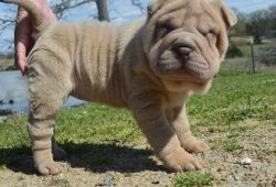 Beautiful lilac girl Chinese Shar-Pei puppies for sale