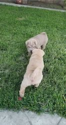 Adorable Chinese Shar-Pei Terrier Puppies