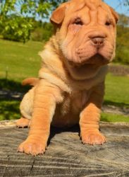 AKC registered Chinese Shar-Pei puppies