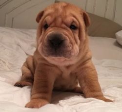 gorgeous Apricot Chinese Shar-Pei puppies