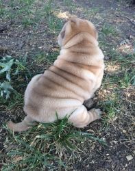 Affectionate Chinese Shar-Pei Puppies For Sale