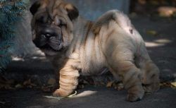 Meet our stunning Chinese Shar-Pei puppies
