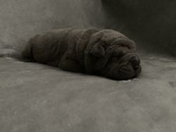 5 AKC shar pei puppies (blue dilutes)