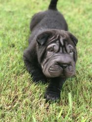 Shar Pei Puppies for sale
