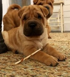 CKC Red Fawn Chinese Shar-Pei Puppies for sale