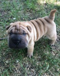 Adorable Chinese Shar-Pei Puppies for sale.