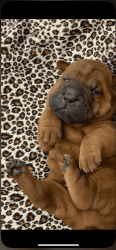 Chinese Shar-Pei Puppies AKC Registered