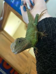 4 water dragons need a new home plus 2 tanks