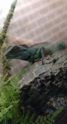 Male Chinese water dragon