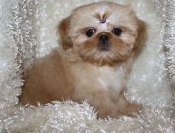 Bubbies Akc Male& female Chinese Imperial Puppies For Sale.
