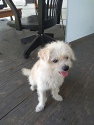 Chipoo 7 month old male