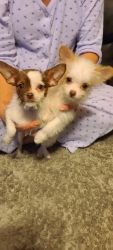 2 Male Chipoo pups