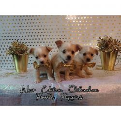 Chihuahua Poodle puppies