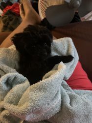 Selling my 10 week old puppy